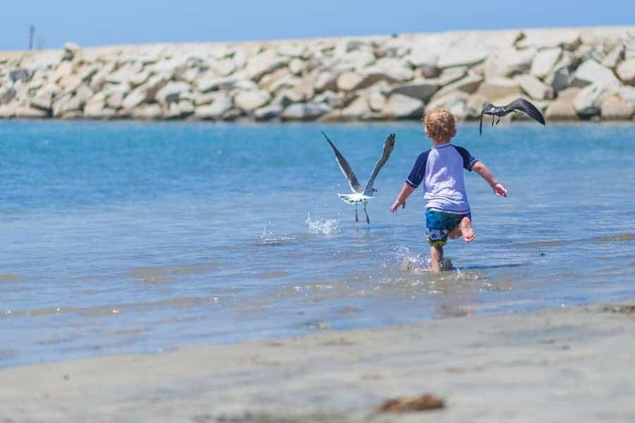 toddler boy running through shallow water chasing seagulls