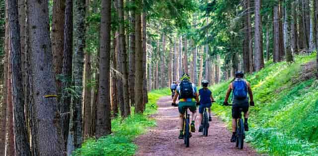 People riding mountain bikes in a forest